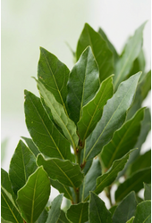Laurus nobilis