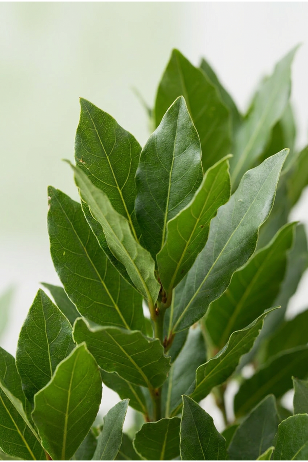 Laurus nobilis