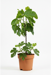 Ficus carica