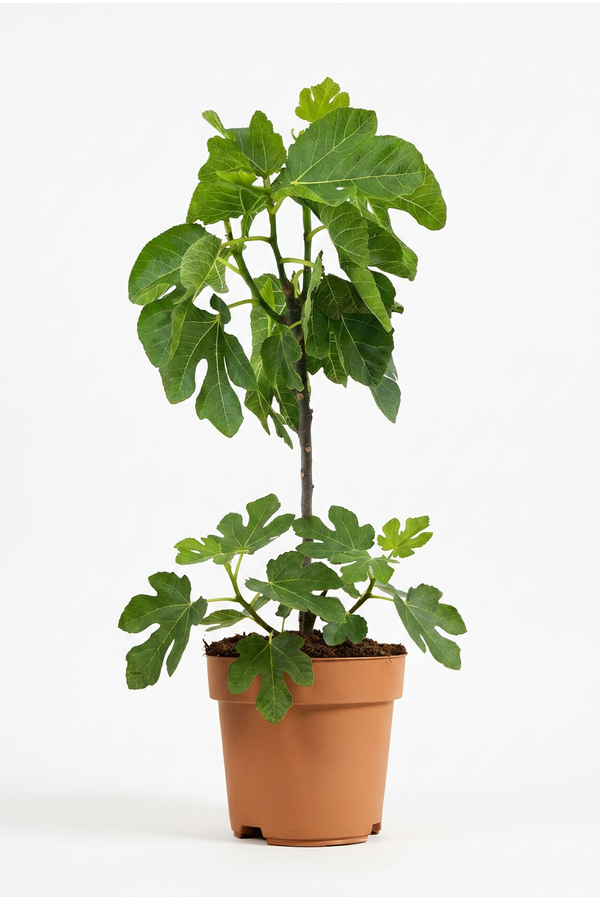 Ficus carica