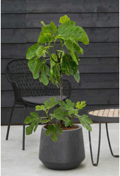 Ficus carica