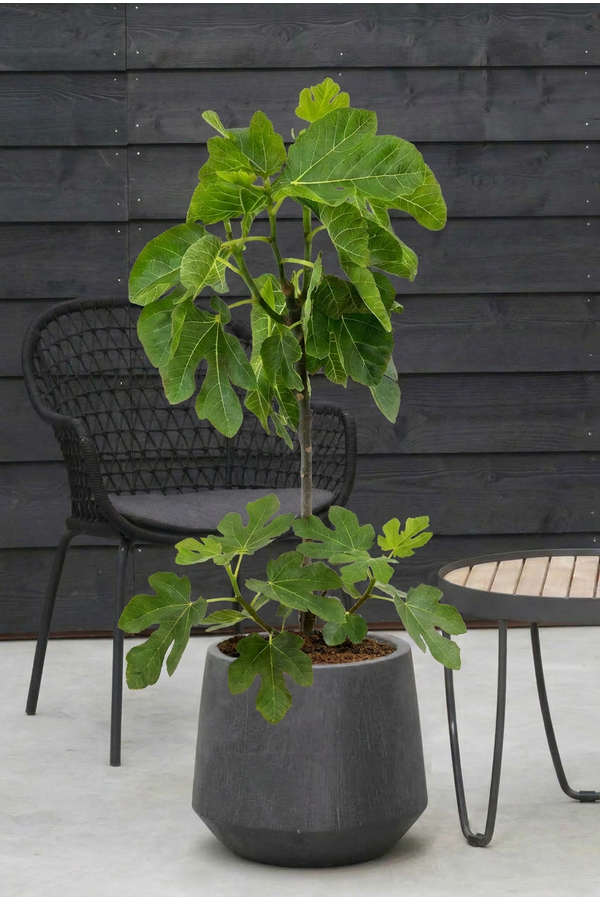 Ficus carica