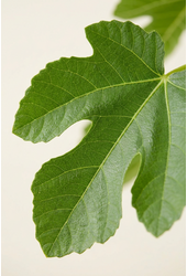 Ficus carica