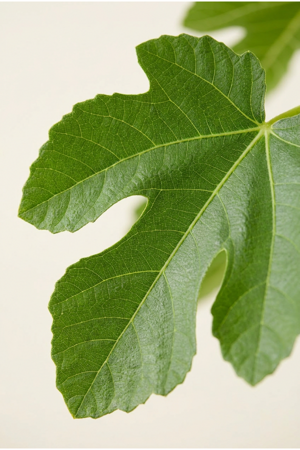 Ficus carica
