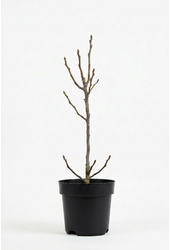 Ficus carica