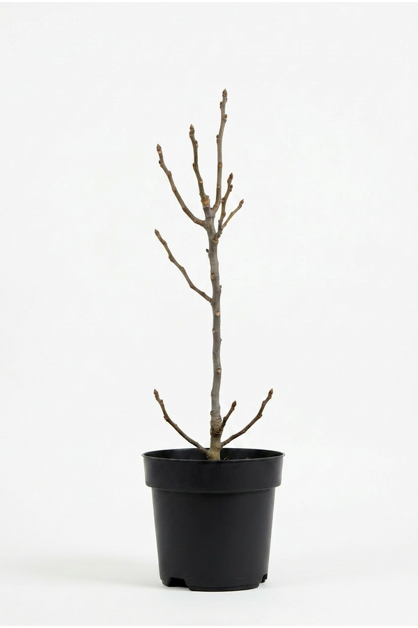 Ficus carica