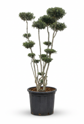 Olea europaea Pon-Pon