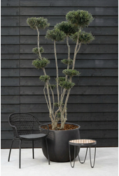 Olea europaea Pon-Pon