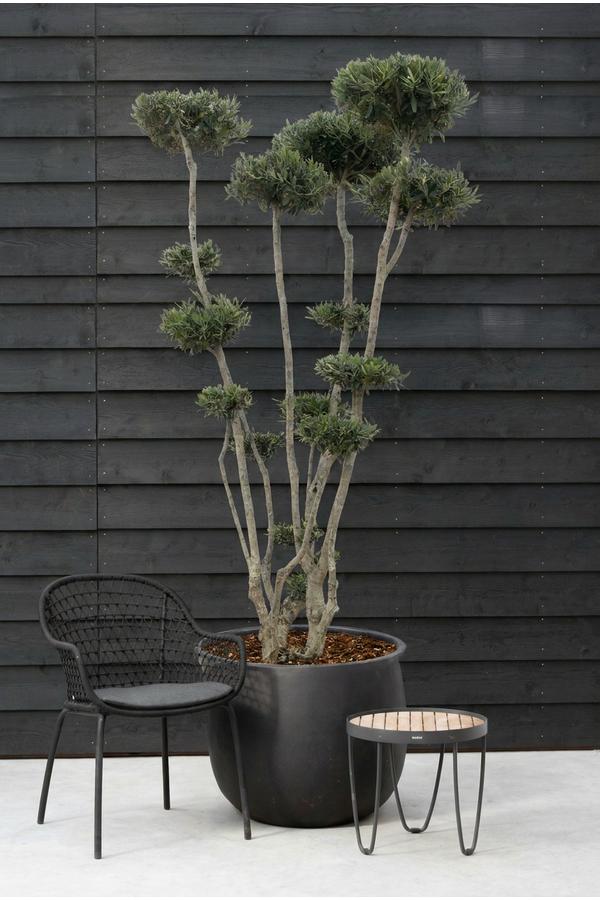 Olea europaea Pon-Pon
