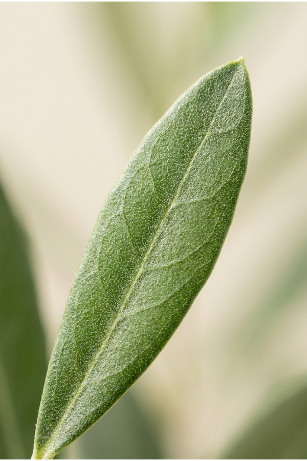 Olea europaea Pon-Pon