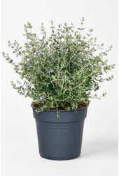 Teucrium fruticans