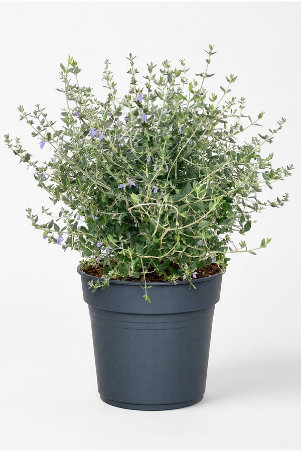 Teucrium fruticans