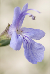 Teucrium fruticans