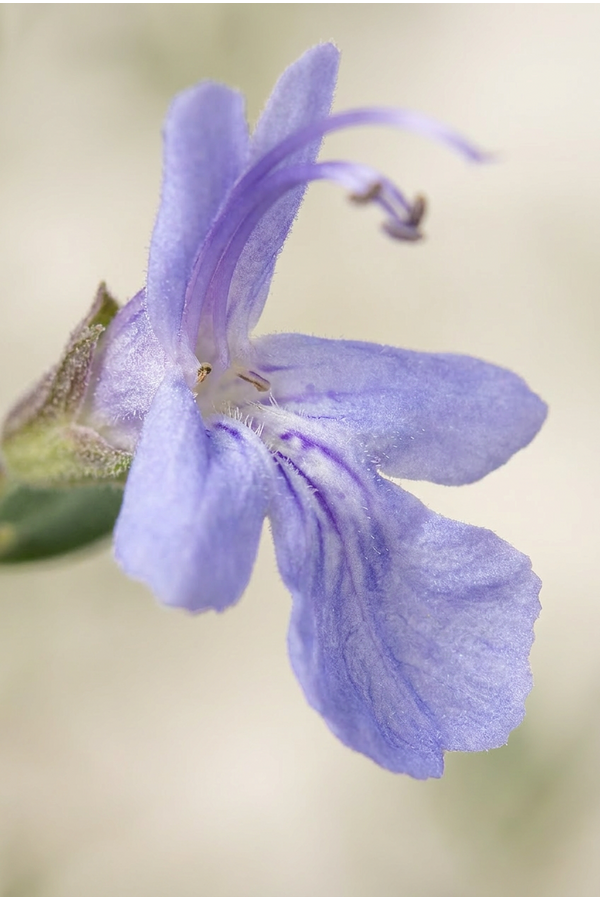 Teucrium fruticans