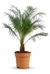Phoenix roebelenii