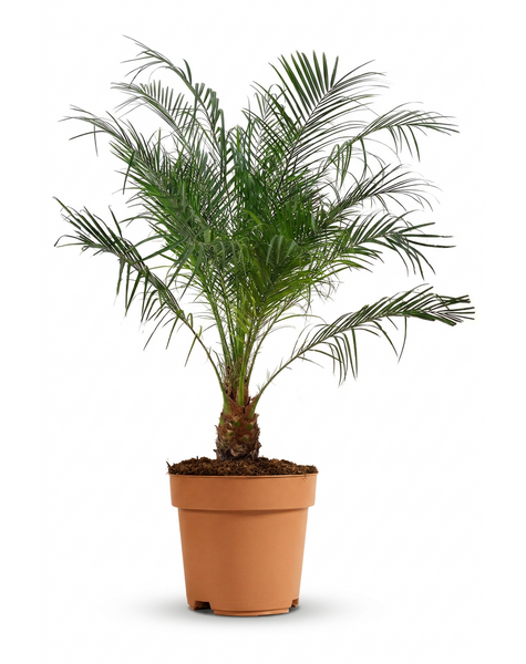 Phoenix roebelenii
