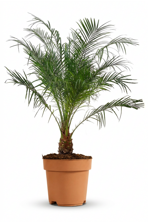 Phoenix roebelenii