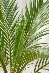 Phoenix roebelenii