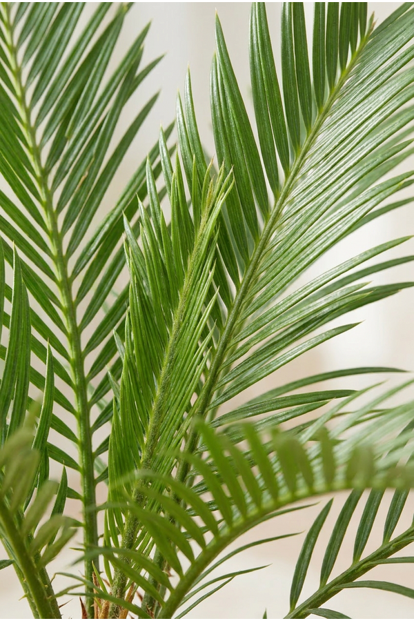Phoenix roebelenii