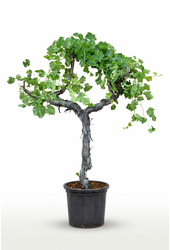Vitis vinifera