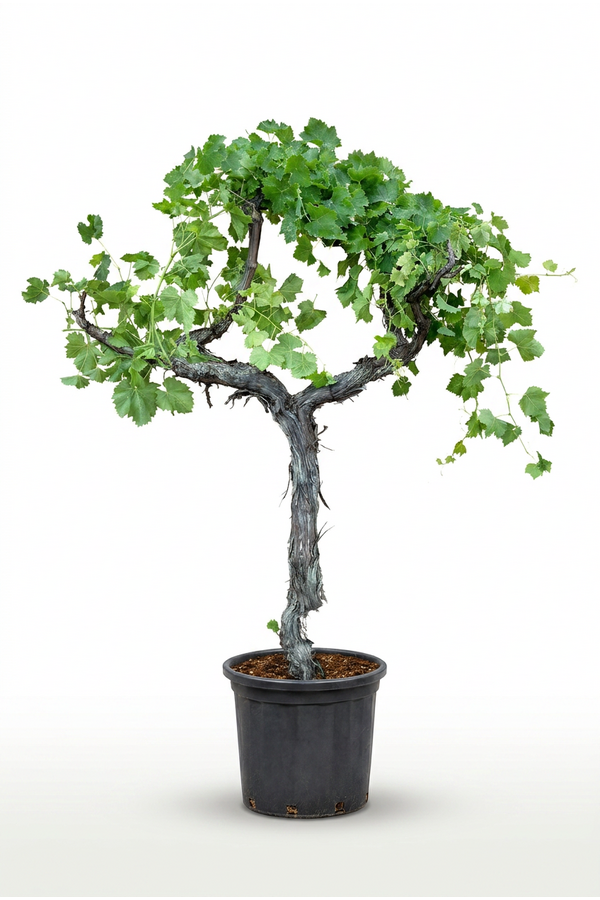Vitis vinifera
