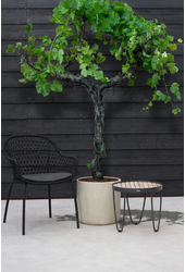 Vitis vinifera