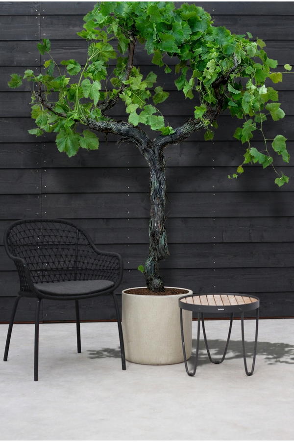 Vitis vinifera