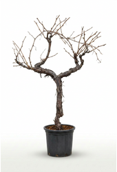 Vitis vinifera