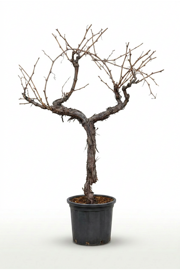 Vitis vinifera