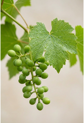 Vitis vinifera