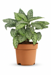 Aglaonema Chantal