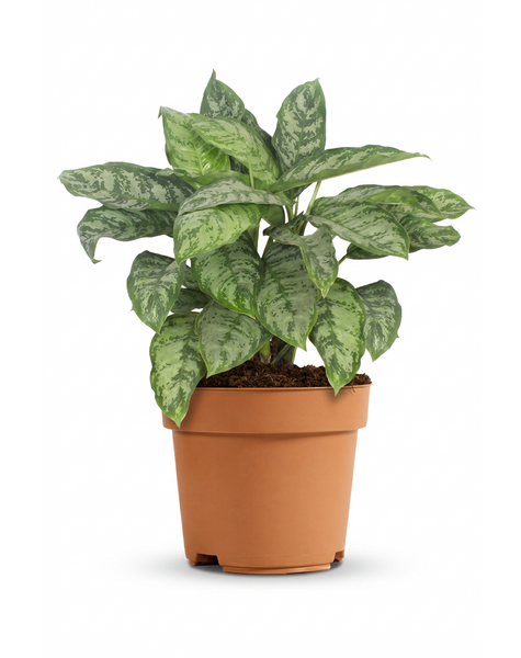 Aglaonema Chantal