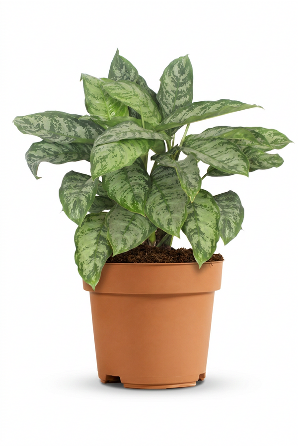 Aglaonema Chantal