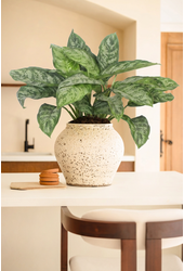 Aglaonema Chantal