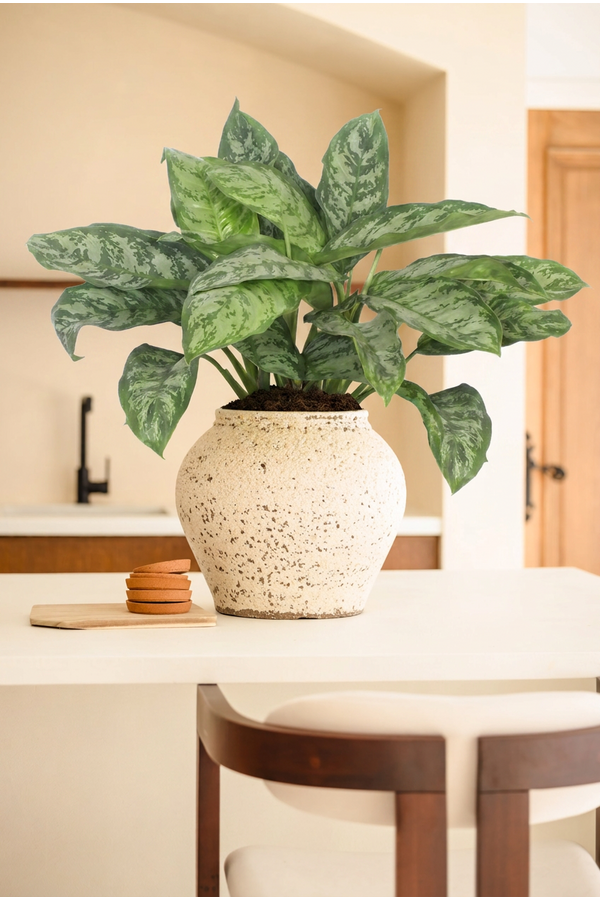 Aglaonema Chantal