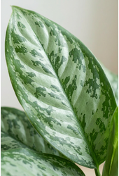 Aglaonema Chantal