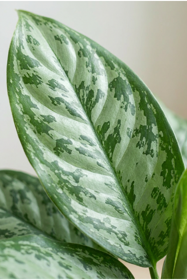 Aglaonema Chantal
