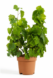 Vitis vinifera
