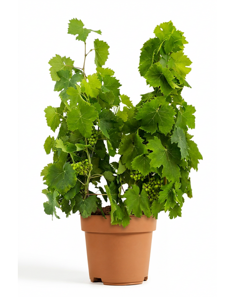 Vitis vinifera
