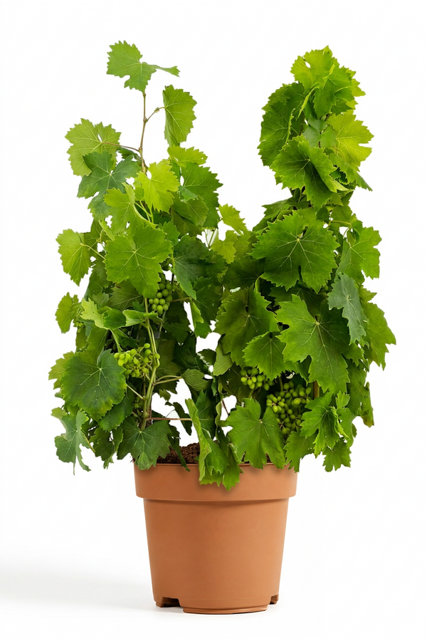 Vitis vinifera