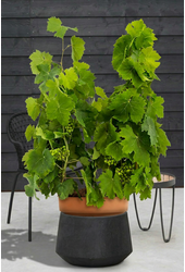 Vitis vinifera