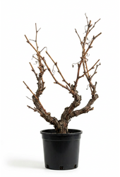 Vitis vinifera