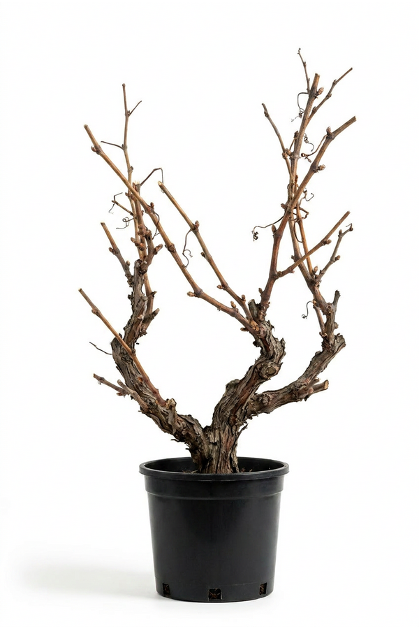 Vitis vinifera