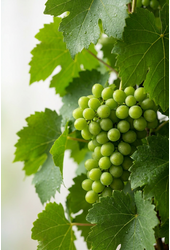 Vitis vinifera
