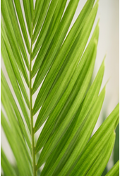 Veitchia merrillii