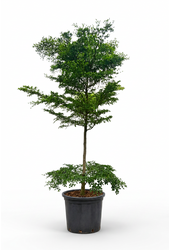 Bucida buceras