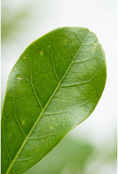 Bucida buceras