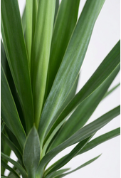 Yucca rozgałęziona 3-ramienna P31