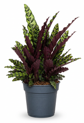 Calathea Lancifolia