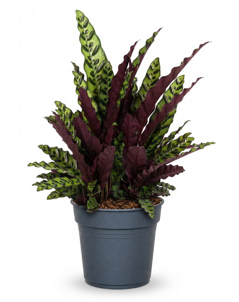 Calathea Lancifolia